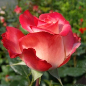 Pоза Шега на живота - червено - бял - Чайно хибридни рози 